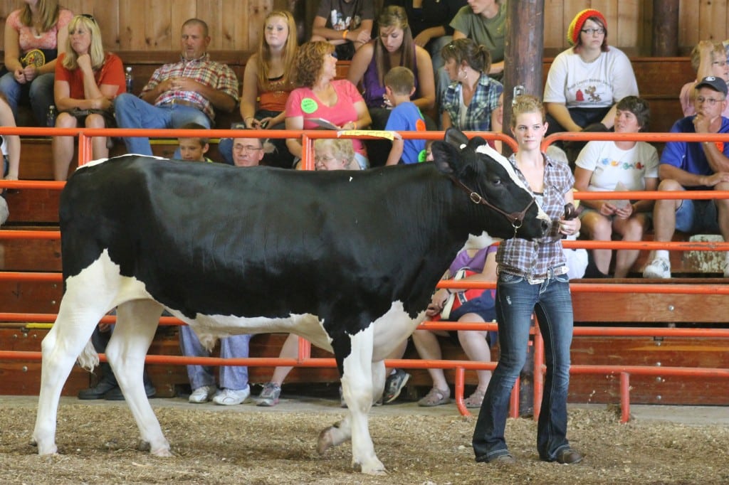 Steer Judging in the Arena