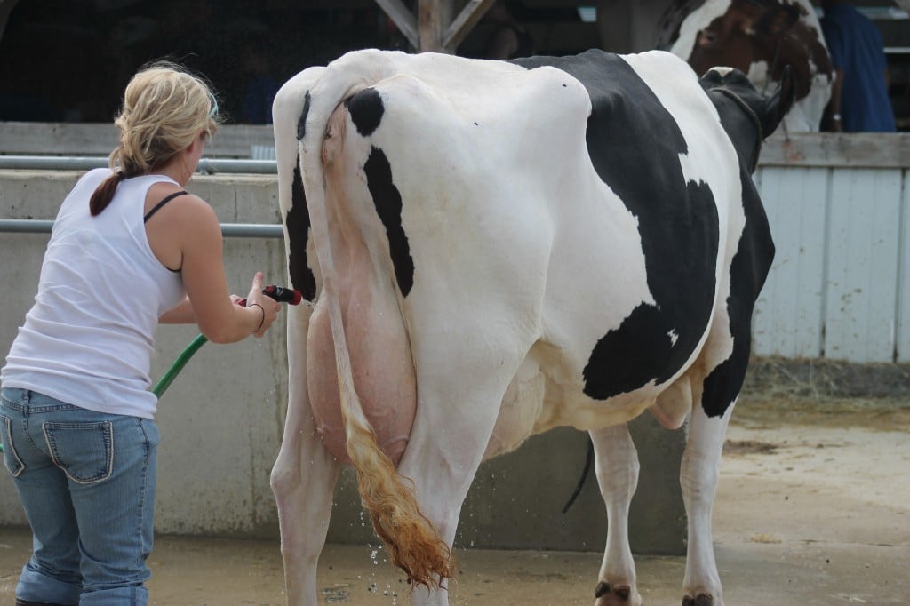 Washing Dairy Cattle