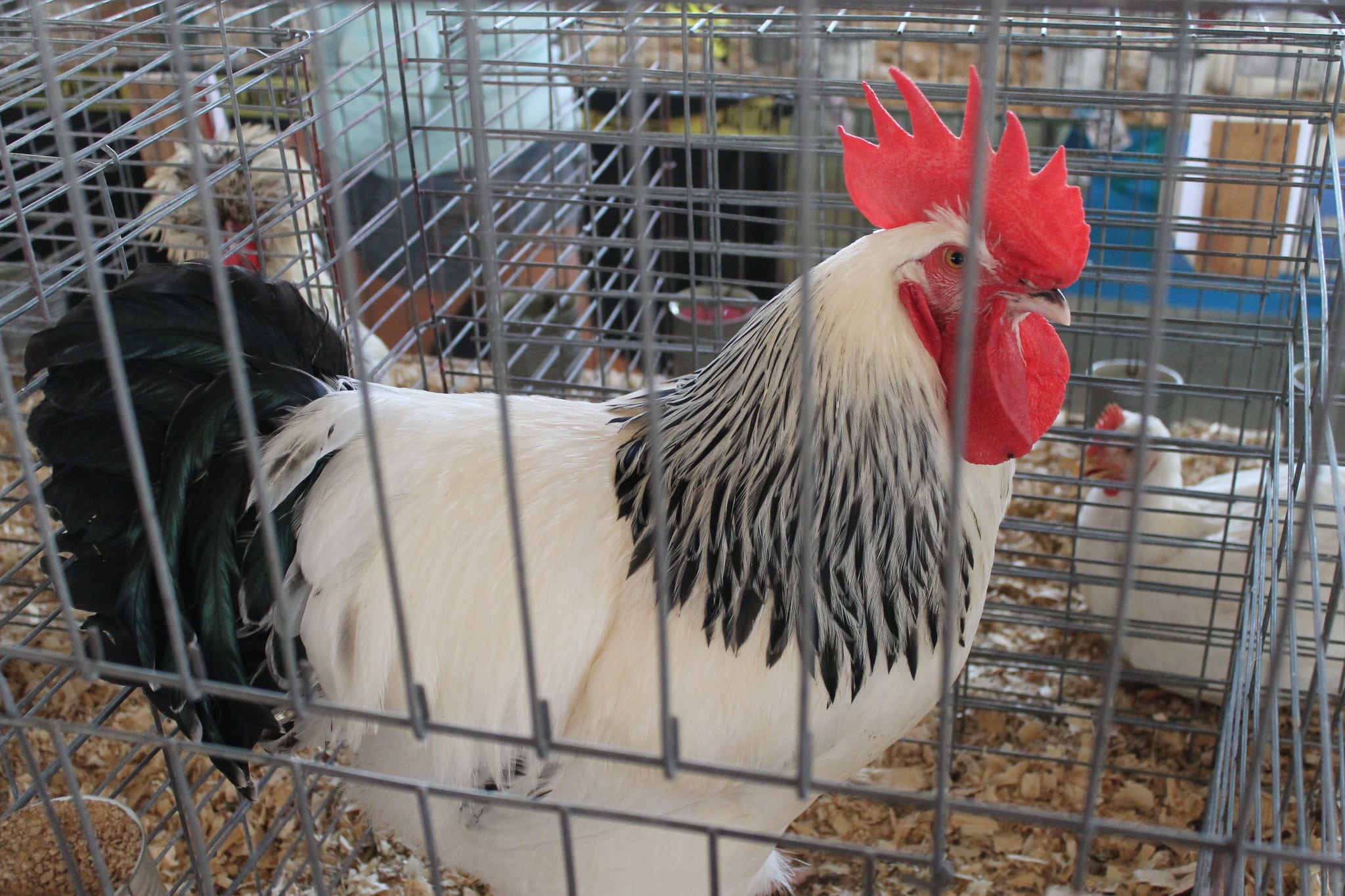White and Black Rooster
