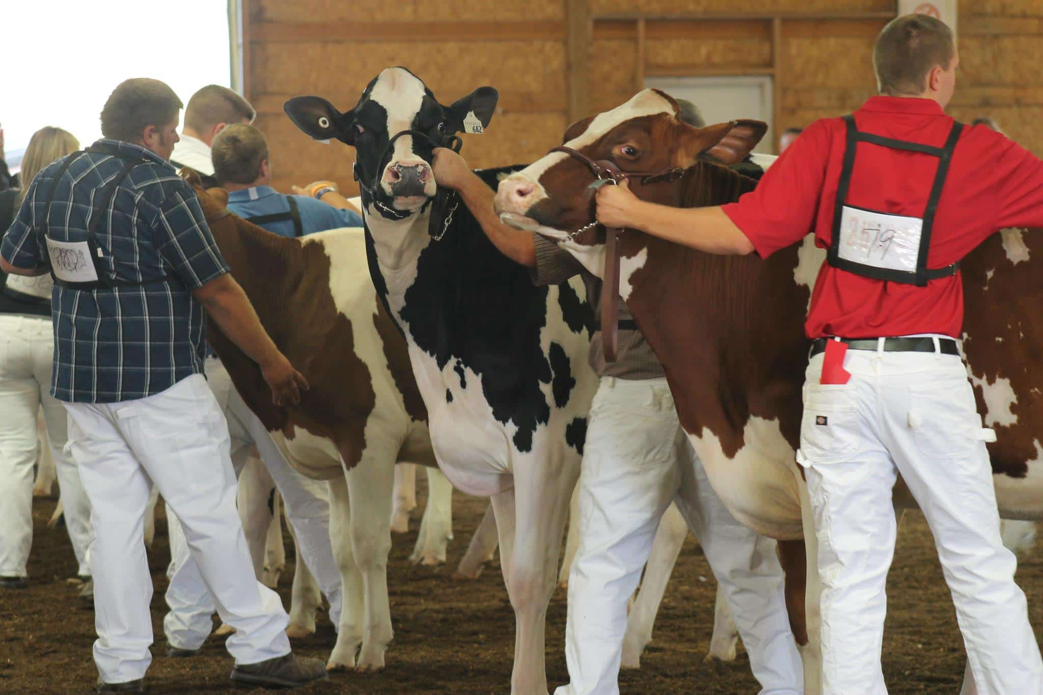 Showing Dairy Cattle