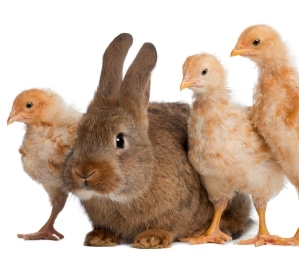 Chicks and Rabbits