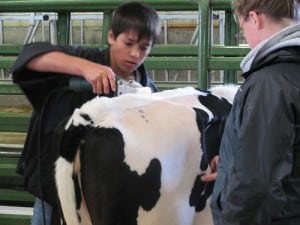 Dairy Fitting Contest