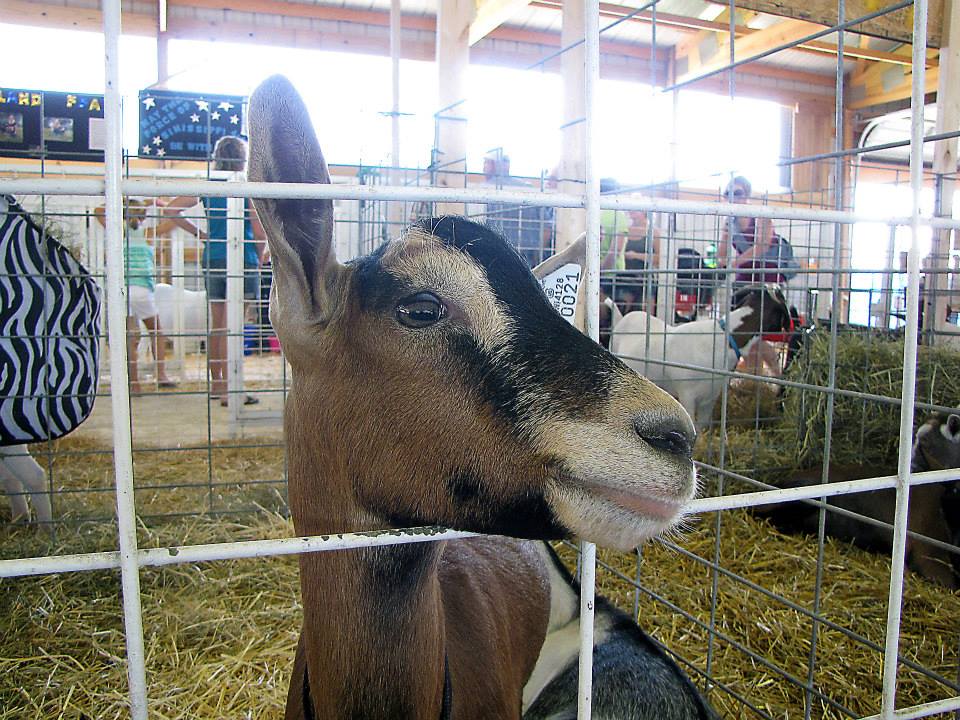 Goats Junior Fair