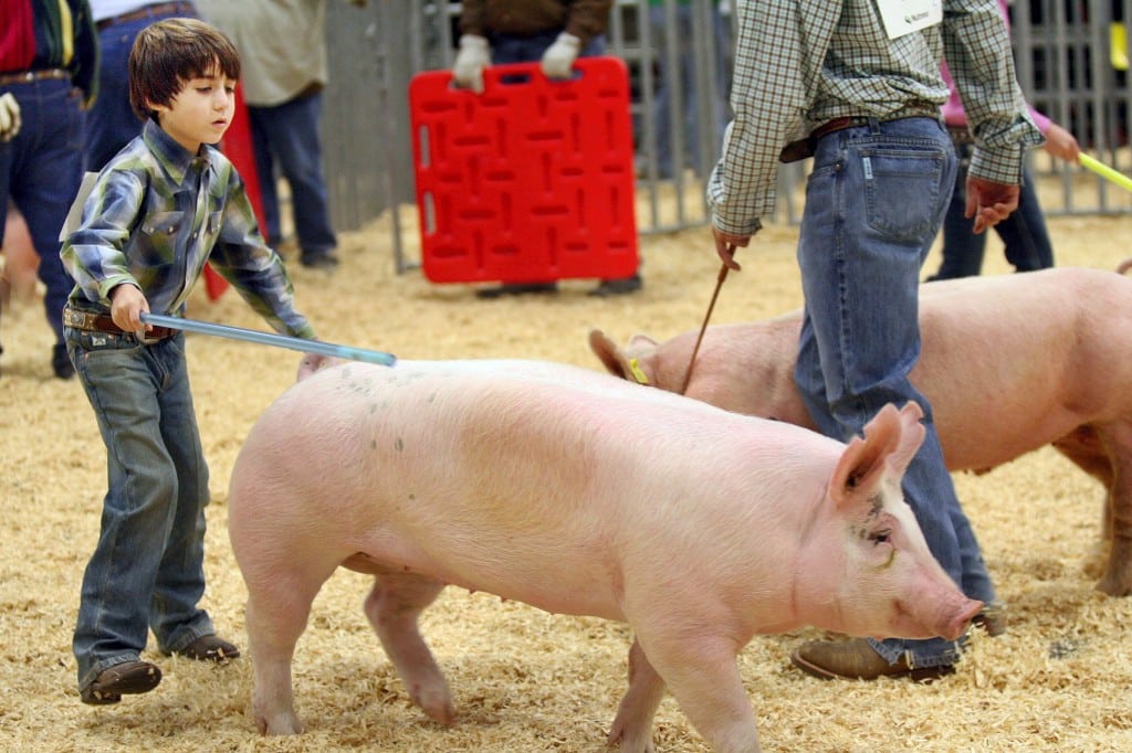 Hog Judging Junior Fair