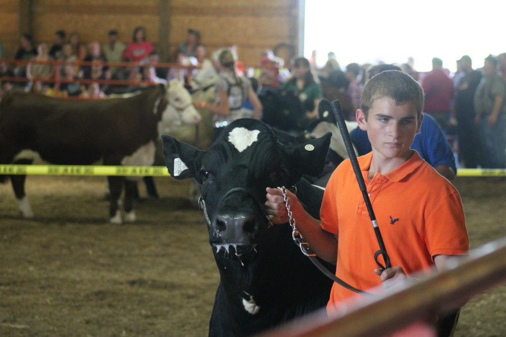 Showing Cattle at the Dodge County Fair