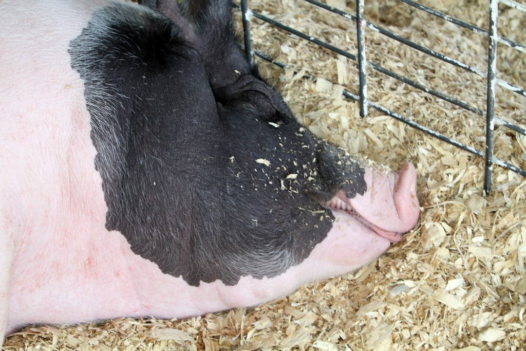 Swine Junior Fair