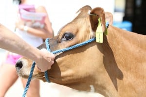 Brown Swiss Cow at the Dodge County Fair near Beaver Dam WI