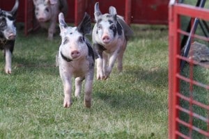 Young and old enjoy the Pig Races as part of the Affordable Family Entertainment at DCFair