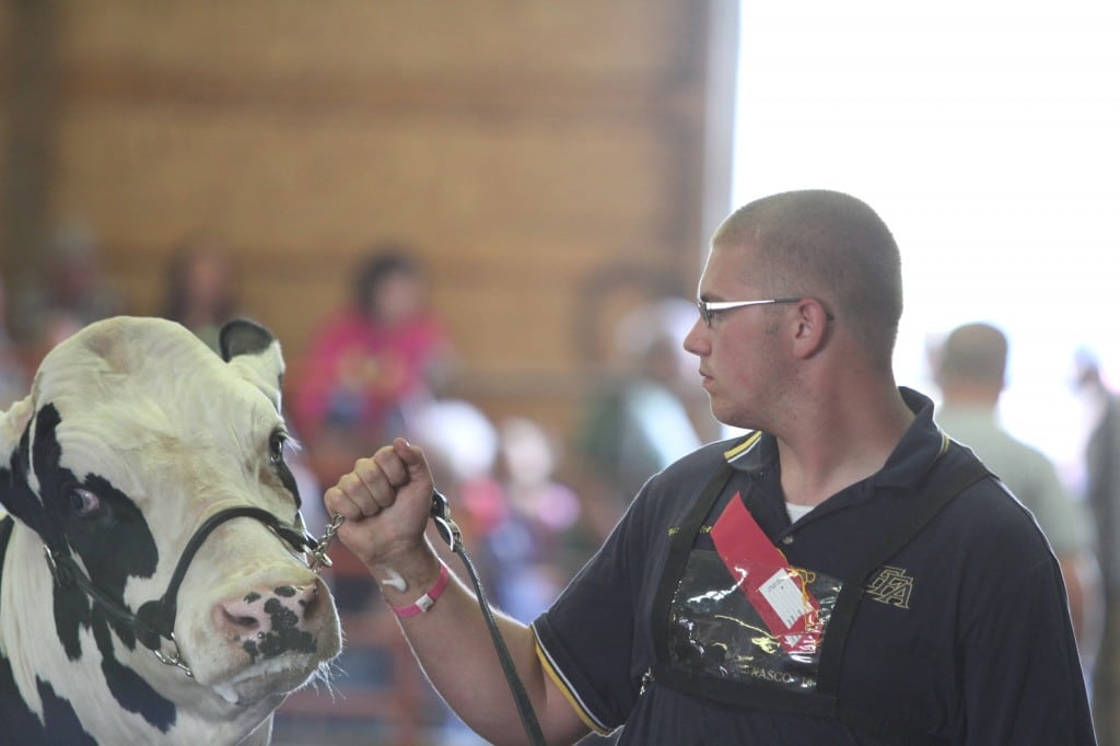 Showing Prized Animals in the Arena at DCFair