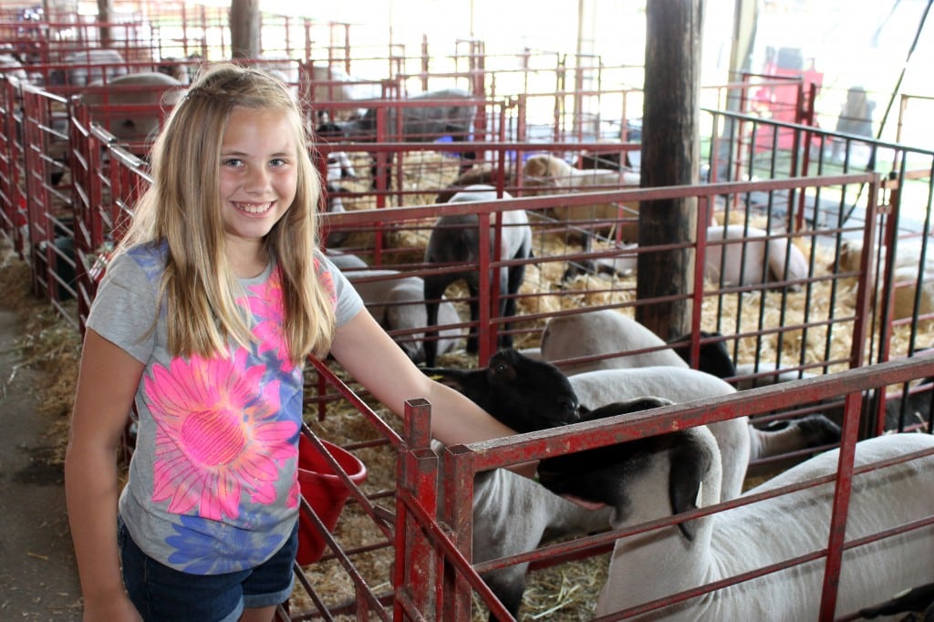 Sheep Youth Learn Animal Care