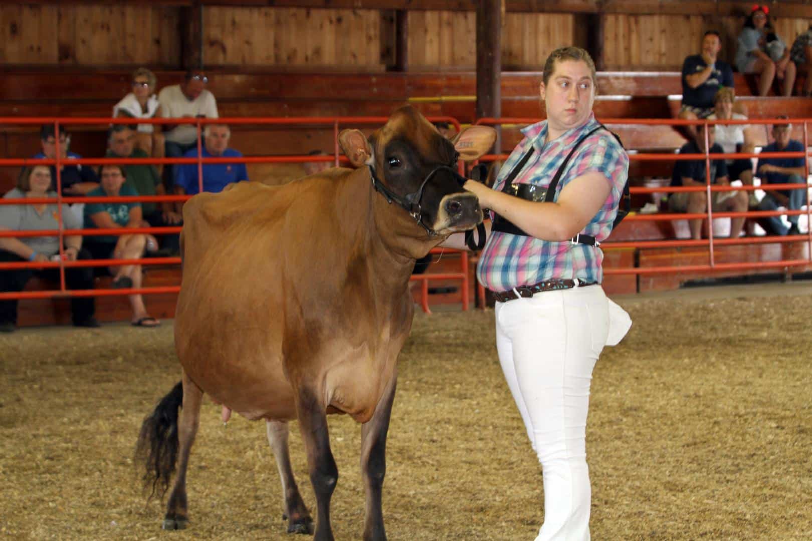 Dodge County Fair Dairy Cattle in Arena