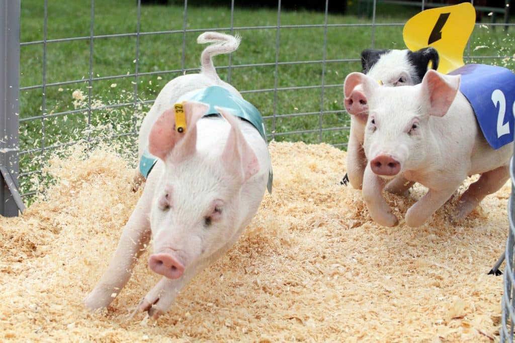 Pig, Duck and Goat Races | Dodge County Fairgrounds