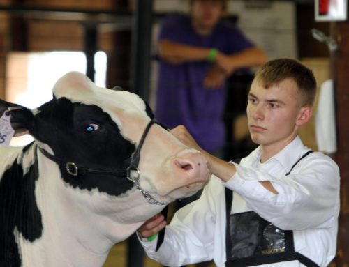 Wisconsin Holstein shows scheduled in Dodge County