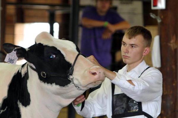 Wisconsin Holstein Shows Scheduled In Dodge County | Dodge County ...