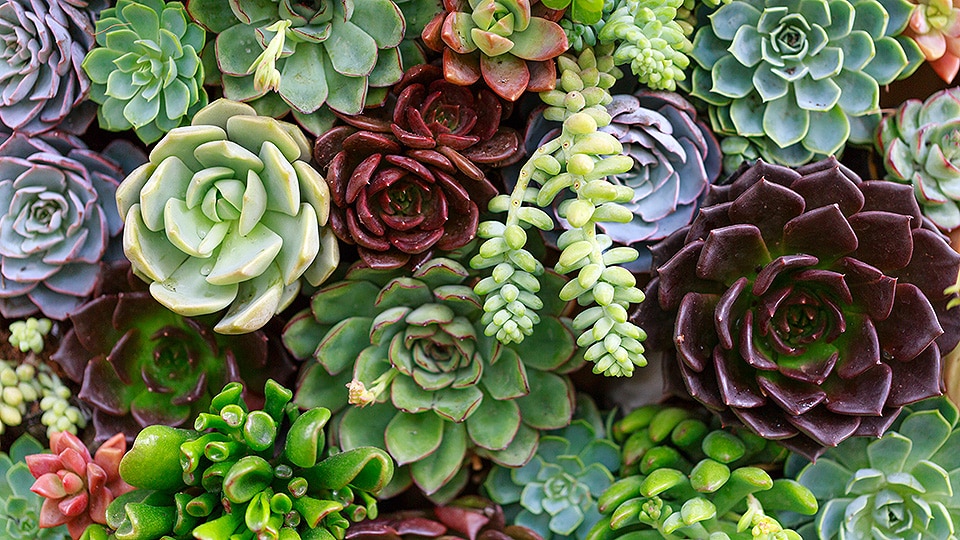 Succulents and Local Wisconsin Plant Sale