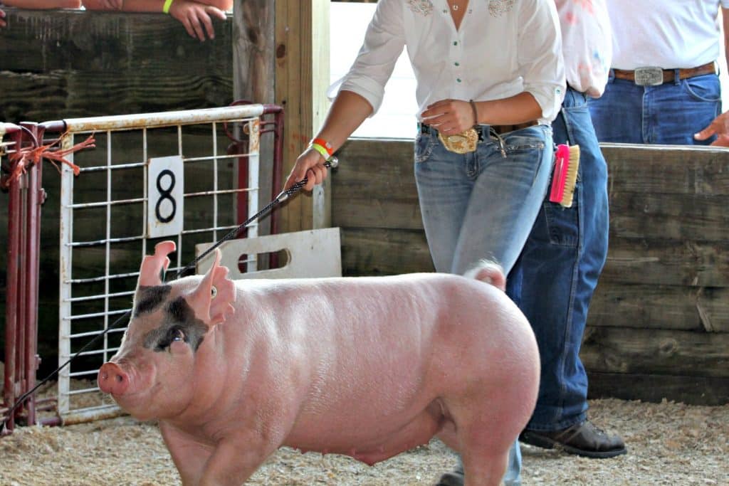 junior fair market hog swine show